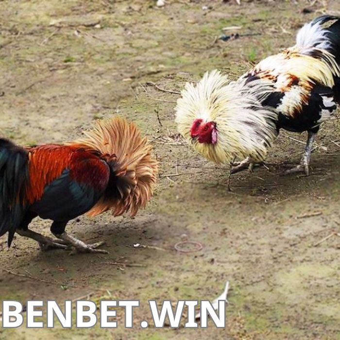 Xem ngay đá gà cựa dao trực tuyến tại Benbet.win